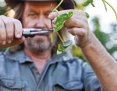 Propagate devil's ivy by taking a cutting