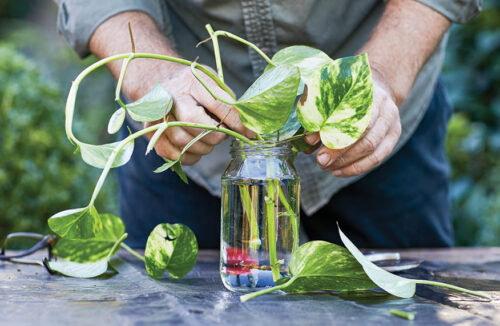 propagate devil's ivy