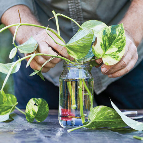 Propagate devil’s ivy propagate devil's ivy
