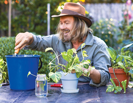 Plant your devil's ivy cutting into potting mix