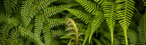 palms