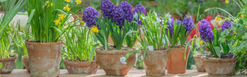 Potted bulbs