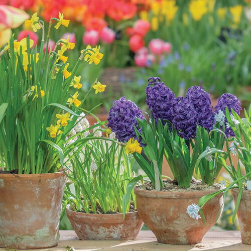 Grow potted bulbs