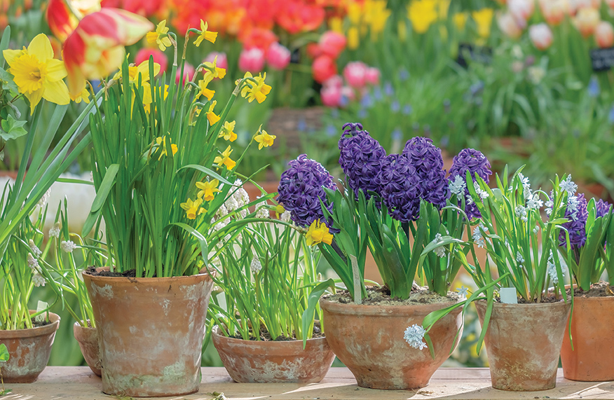 Grow potted bulbs