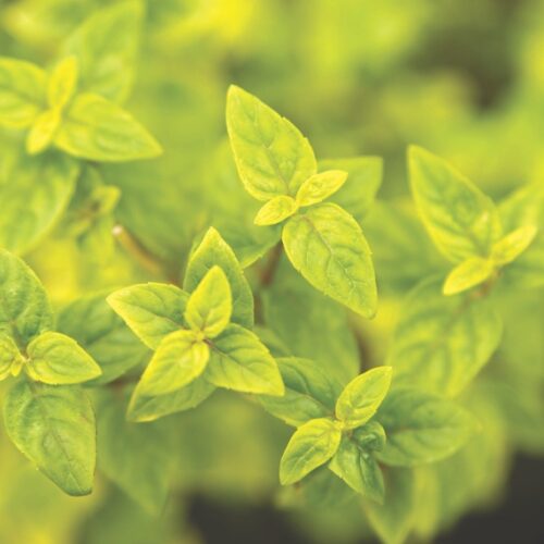 aquatic edible plants