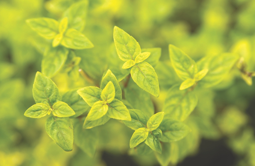 aquatic edible plants