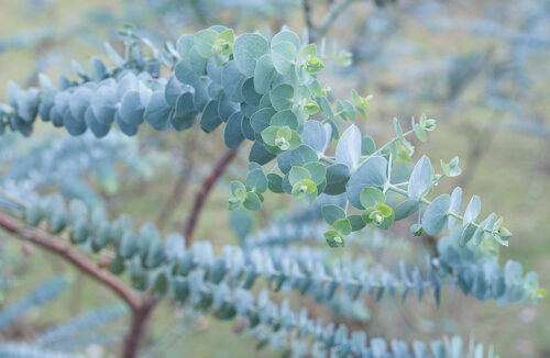 Silver-foliaged plant
