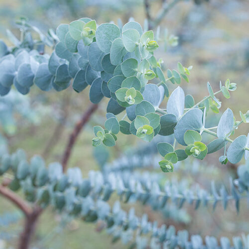 Silver-foliaged plant