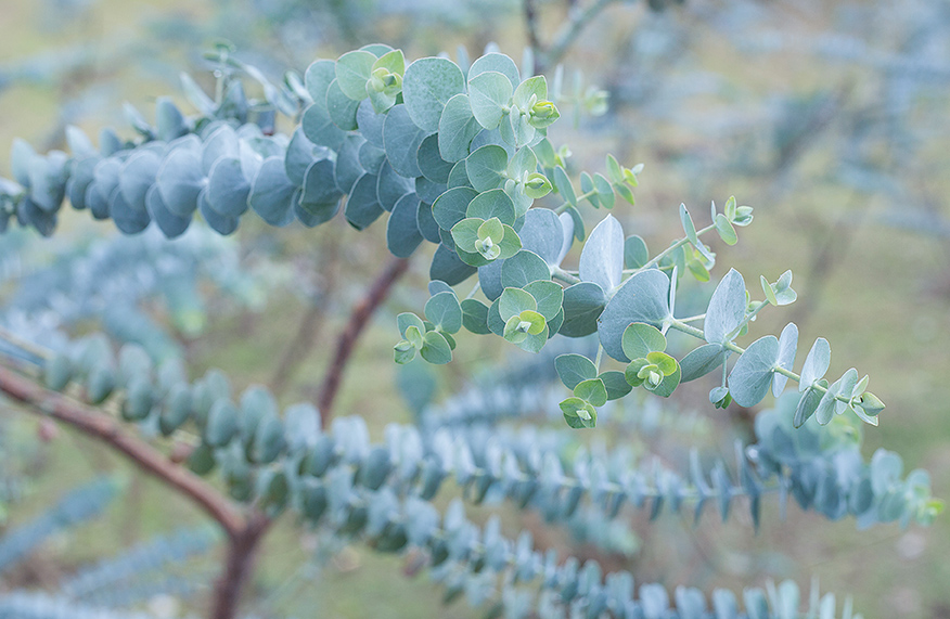 Silver-foliaged plant