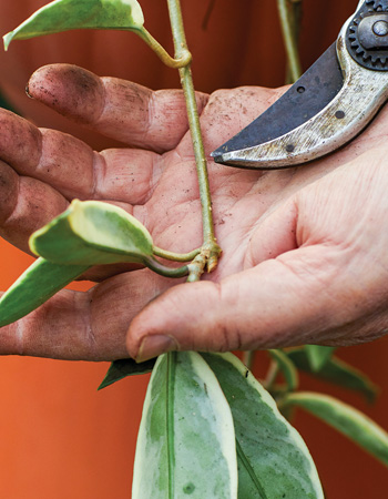 Take a cutting to propagate hoya