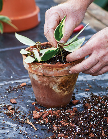 Insert hoya cuttings into pot filled with potting mix