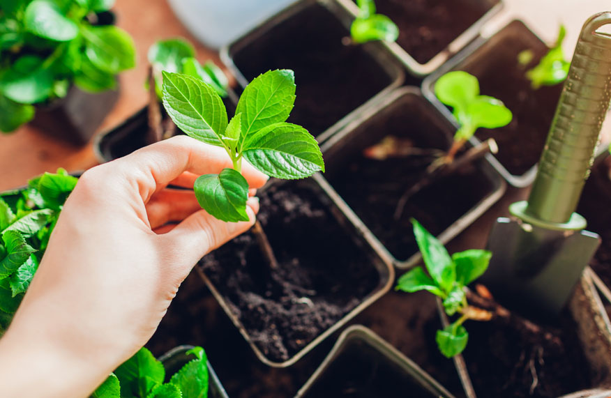 plant propagation methods