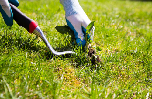revive your lawn