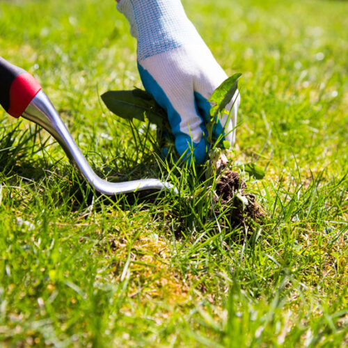 revive your lawn