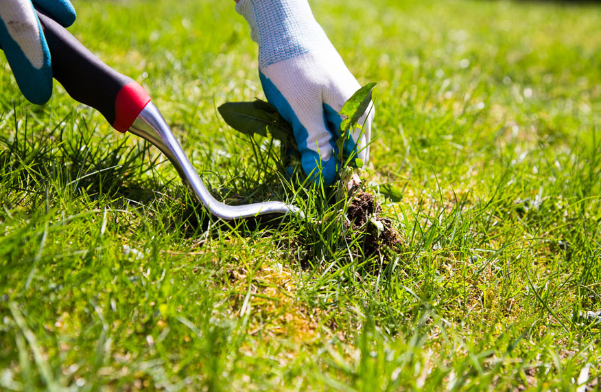 revive your lawn