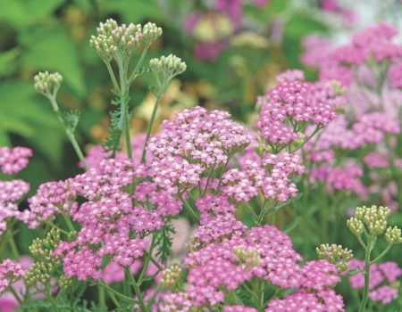 Cottage perennials: Achillea