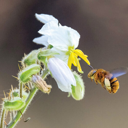 bees