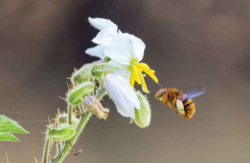 bees