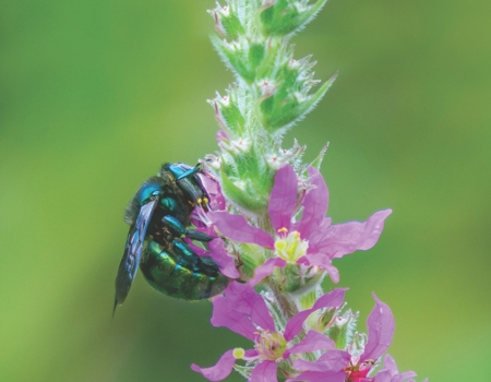 Carpenter bee: the largest native bees