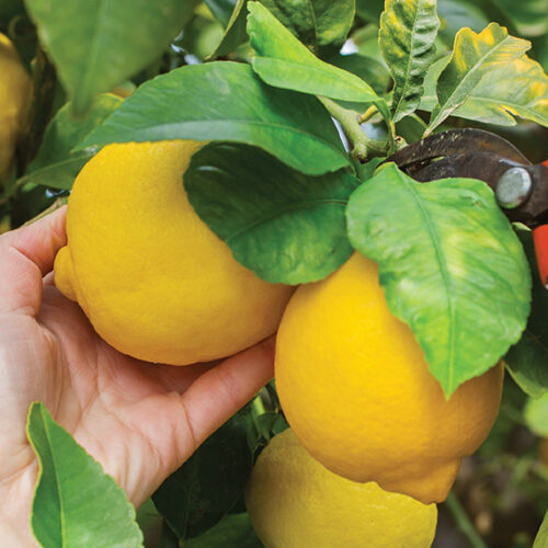 autumn citrus care