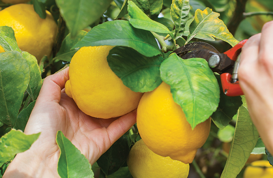 autumn citrus care
