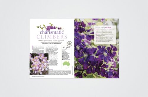 Clematis