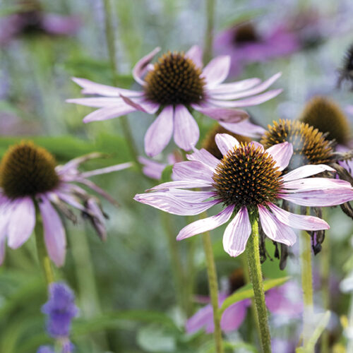 cottage perennials