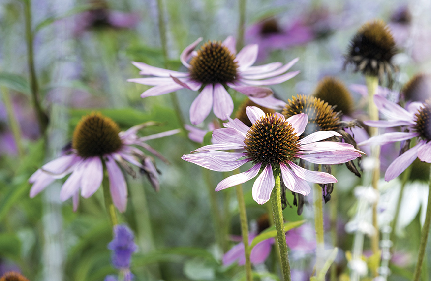 cottage perennials