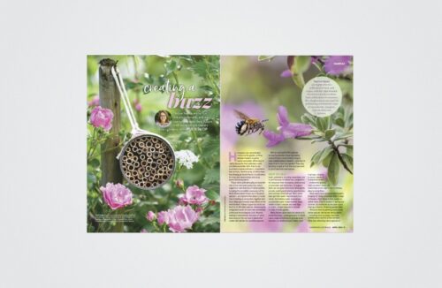 Native bees