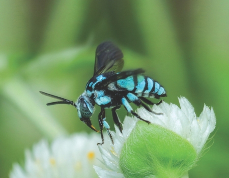 Cuckoo native bees