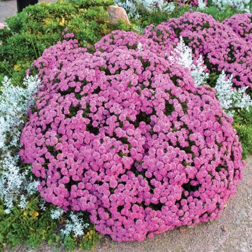 Pimelea