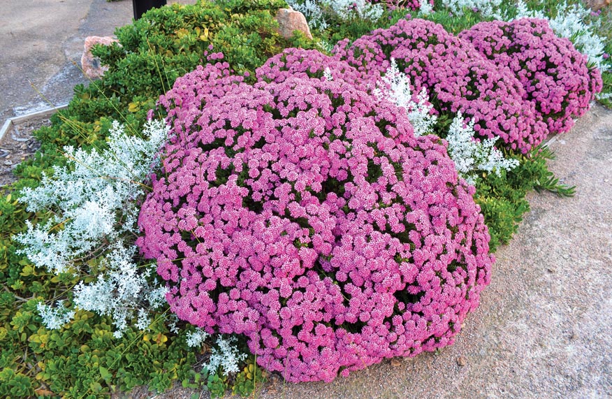 Pimelea