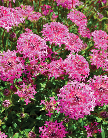 Pimelea ‘Deep Dream’