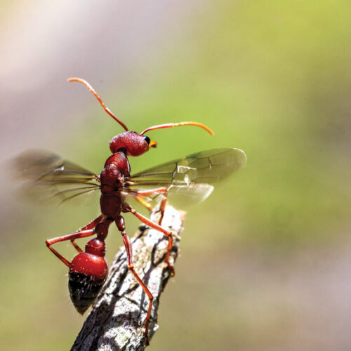 Australian Winged Bullant climbing on stick