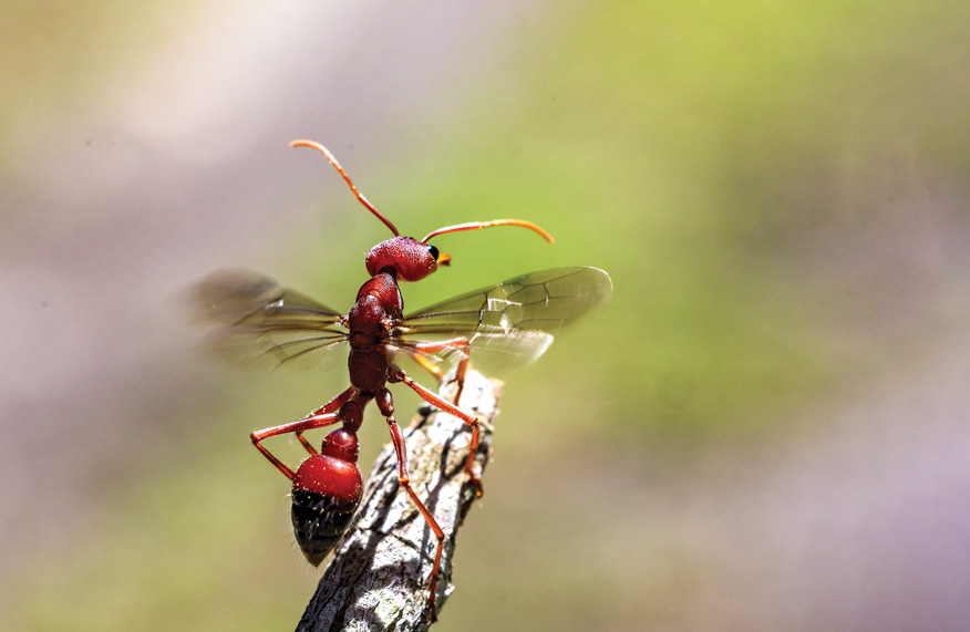 Australian Winged Bullant climbing on stick