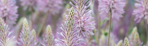 Wildflowers