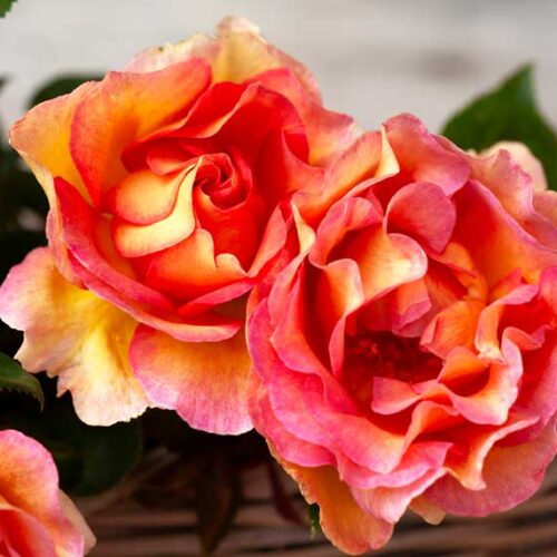 roses