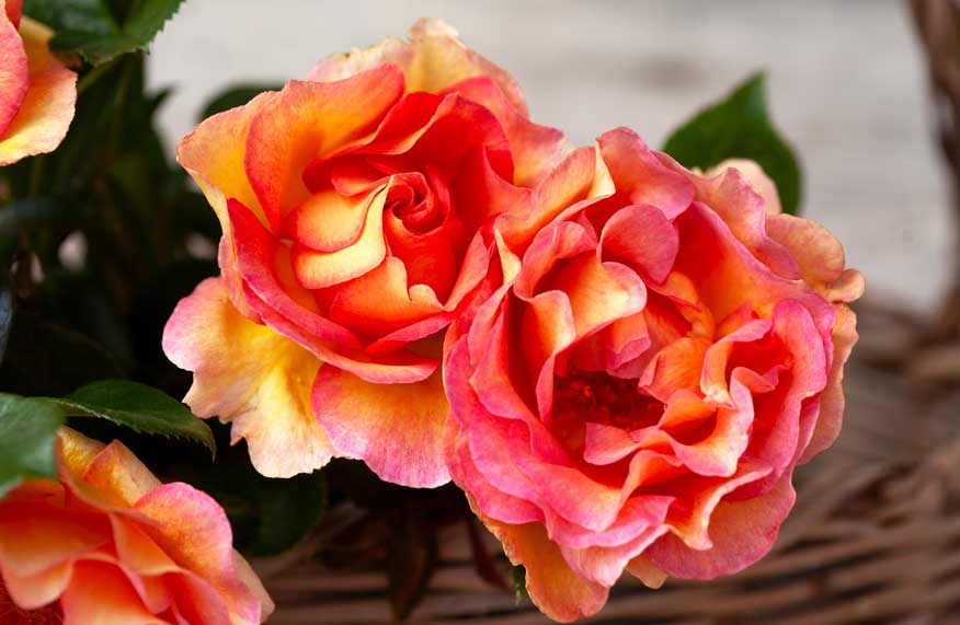 roses