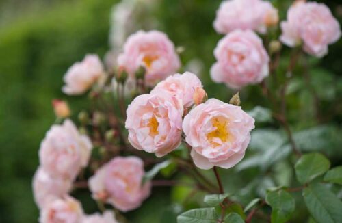 Roses