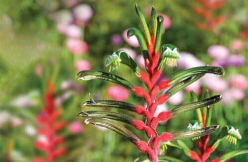 Red and green kangaroo paw