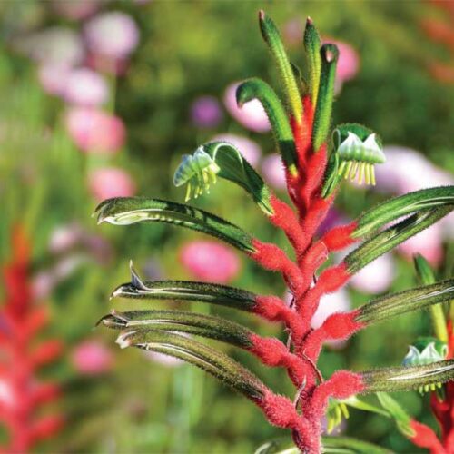 Red and green kangaroo paw
