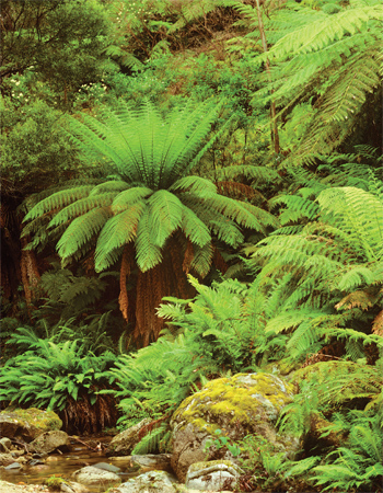 Rough tree fern