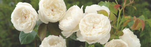 Roses
