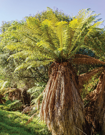 Golden tree fern