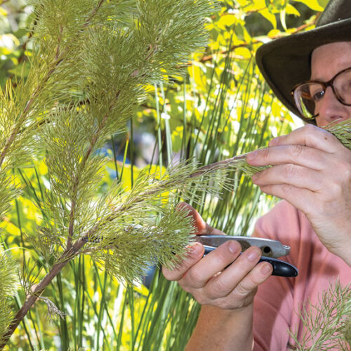 propagate woolly bush