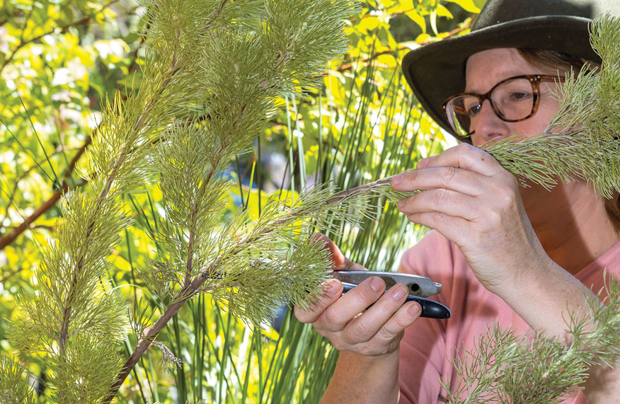 propagate woolly bush