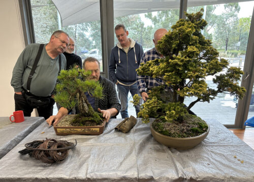 Yarra Valley Bonsai Club sale day