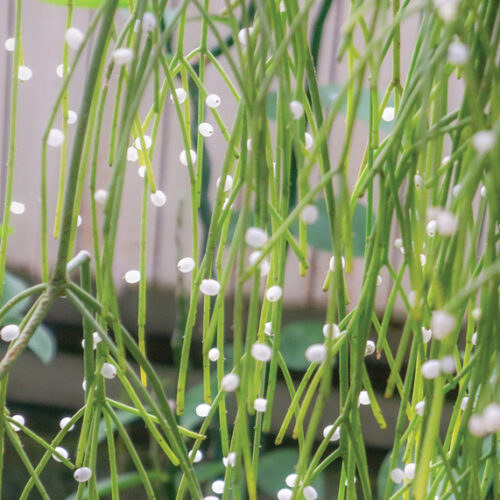 rhipsalis