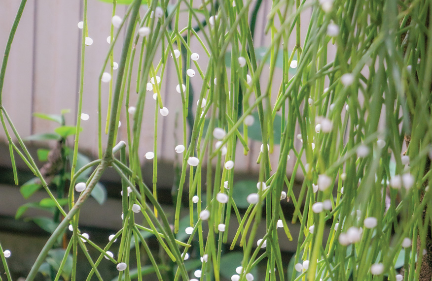 rhipsalis