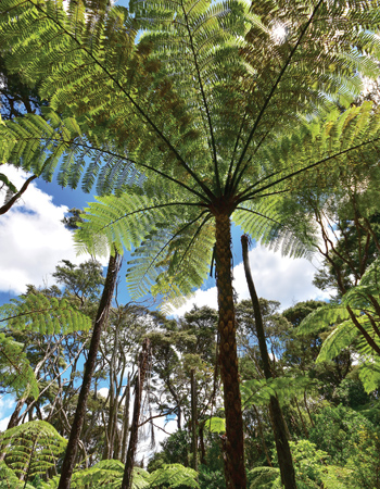 Black tree fern